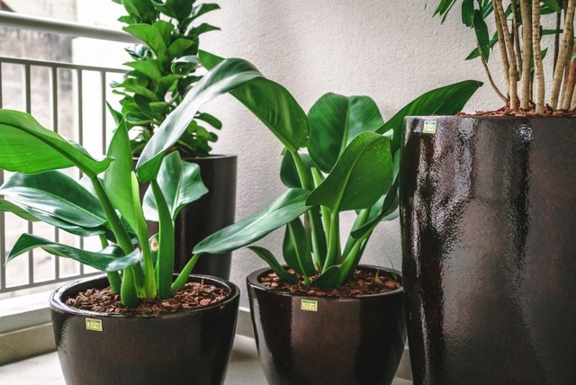 Vasos para Plantas Ambiente Interno