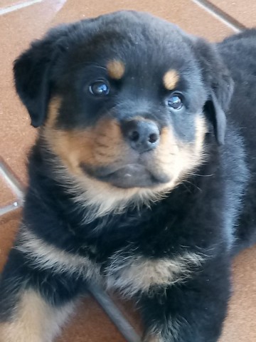 Venda de Cachorro Rottweiler