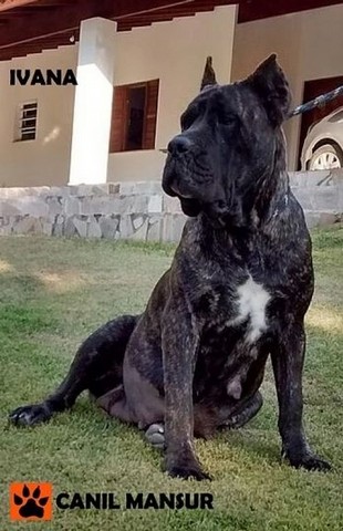 Venda de Cães Raça Cane Corso