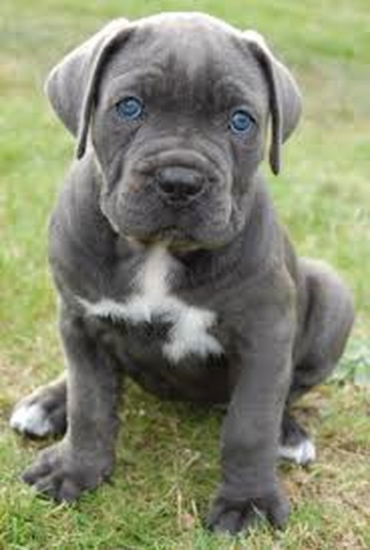 Venda de Filhotes Cane Corso