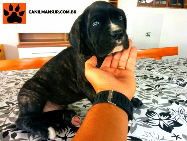 Venda de Filhotes de Cachorro de Grande Porte