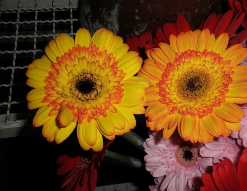 Venda de Flores Online