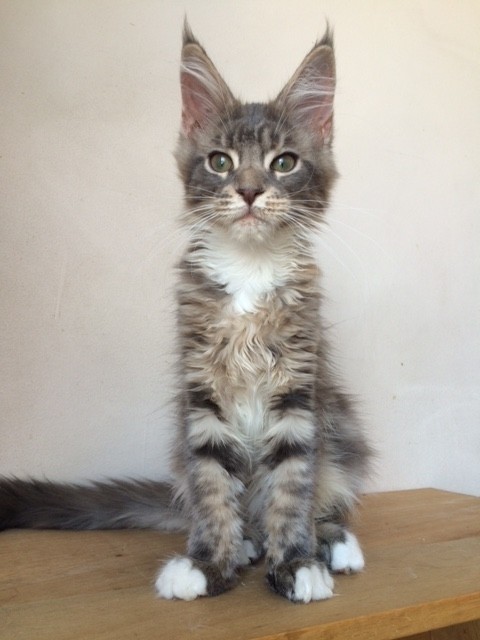 Venda de Gato Maine Coon em São Paulo