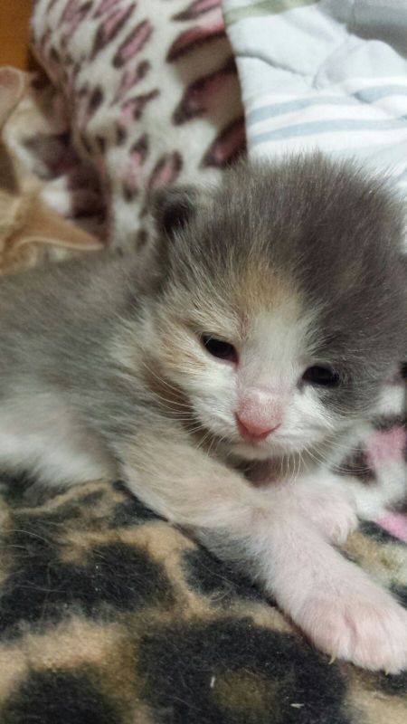 Venda de Gato Maine Coon na Zona Sul