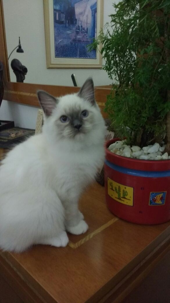 Venda de Gato Ragdoll