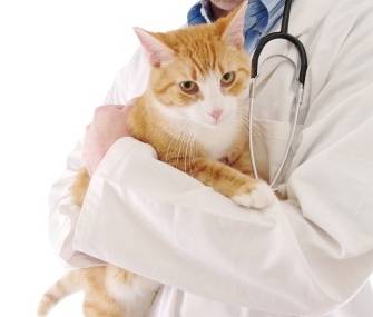 Veterinária de Gatos