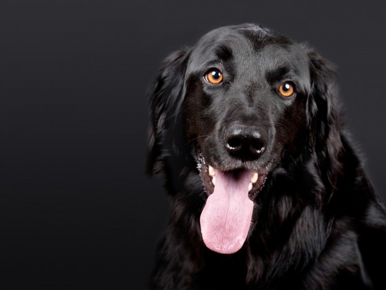 Veterinário com Internação