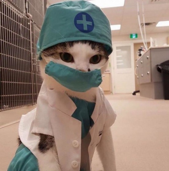 Veterinário de Gato e Cachorro