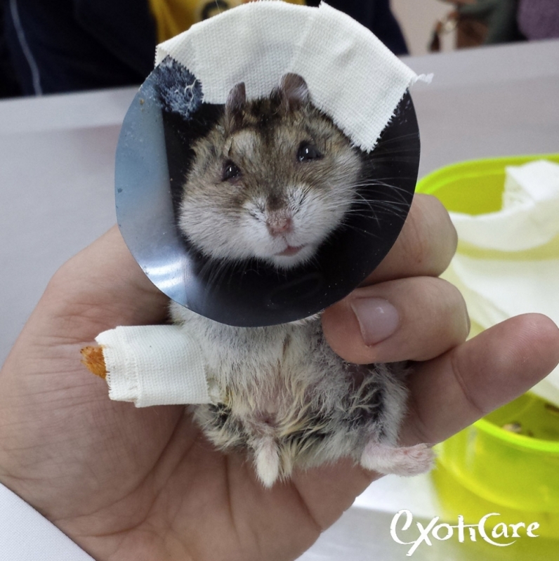 Veterinário de Hamster