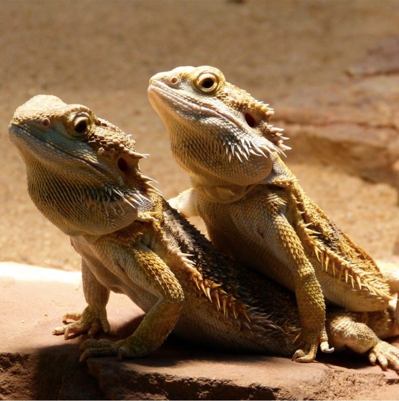 Veterinário de Tartaruga em Sp