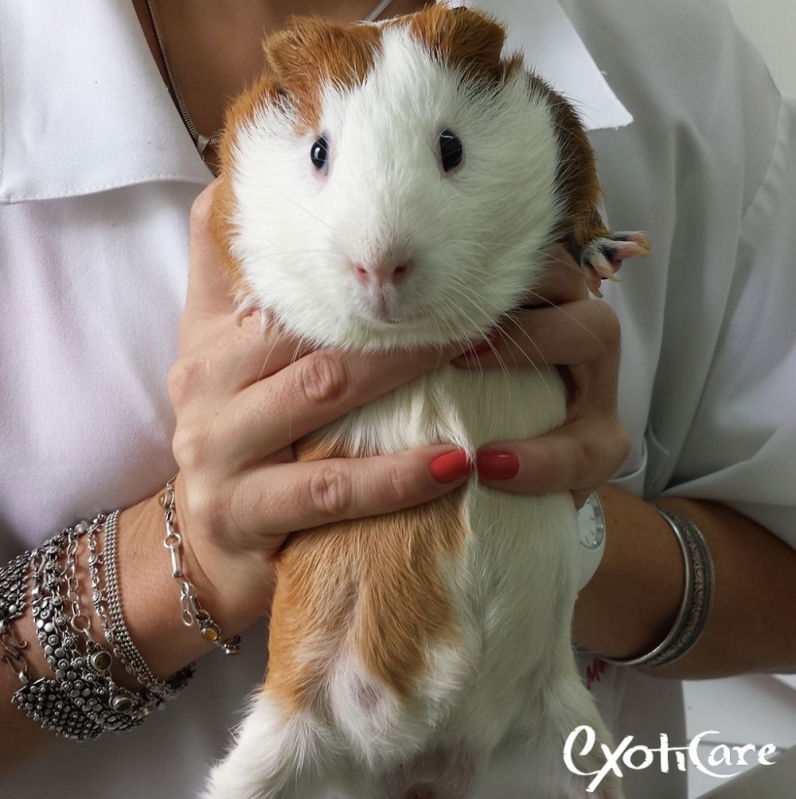 Veterinário Especialista em Porquinho da índia