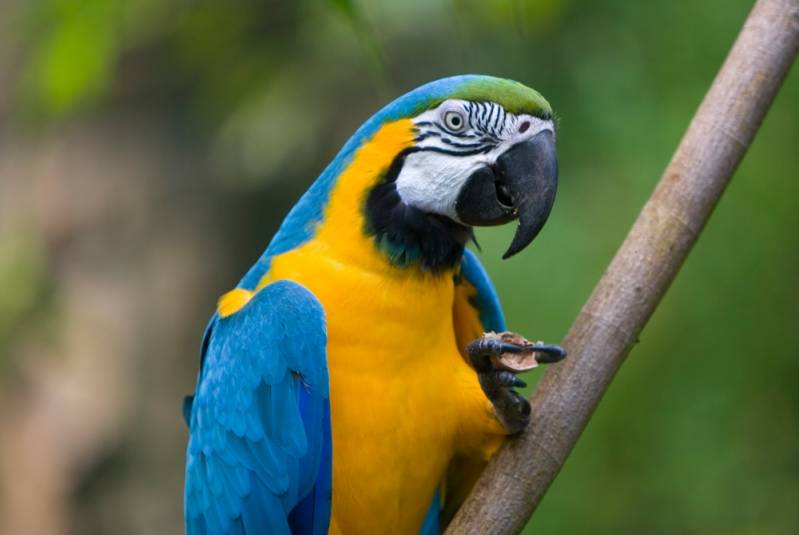 Veterinário Especialista Galinha da Angola