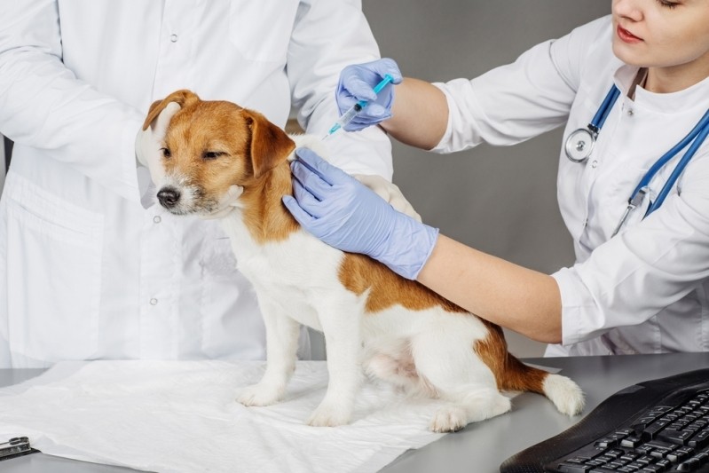 Veterinário Neurologista