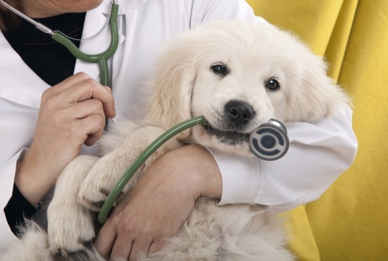Ortopedista para Cães