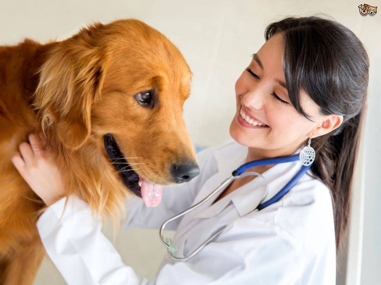 Veterinário para Cães