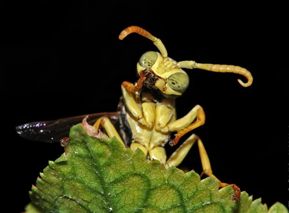 Veterinário para Tucano Bico Verde