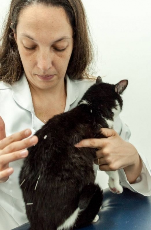 Acupuntura Veterinária para Doenças Sistêmicas