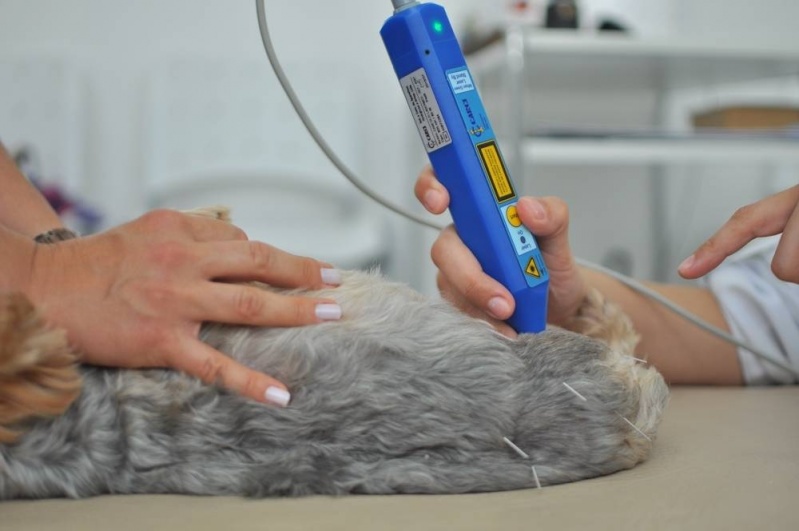 Acupuntura Veterinária para Estimulo do Sistema Imunológico