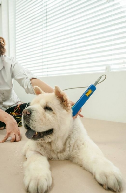 Acupuntura Veterinária para Imunodeficiência