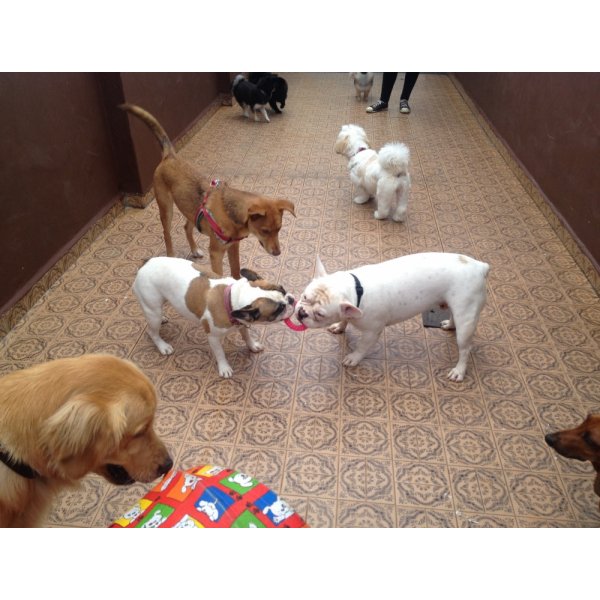 Adestramento de Cães na Rudge Ramos