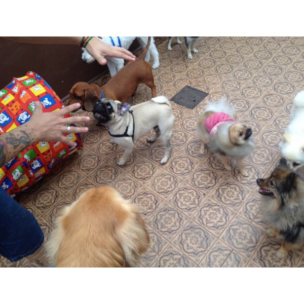 Adestramento de Cães no Bairro Campestre