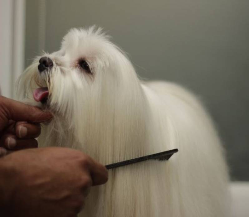 Banho e Tosa para Cachorros Grandes