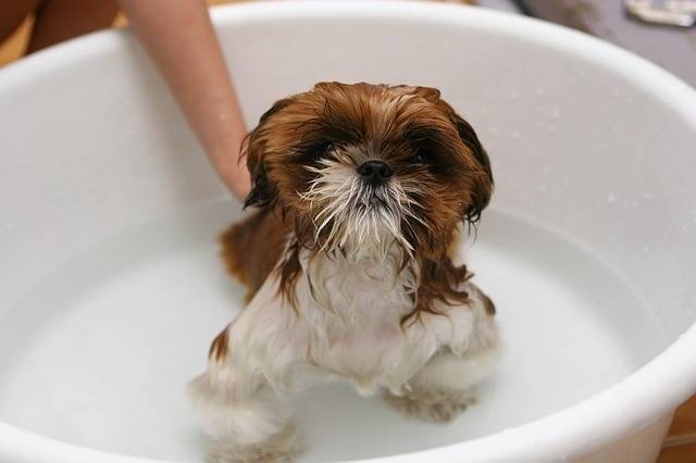 Banho para Cachorros