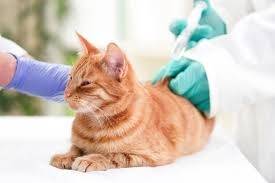 Cardiologista Veterinário