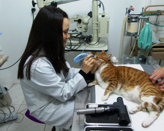 Centro Veterinário com Limpeza de Dentes para Animais