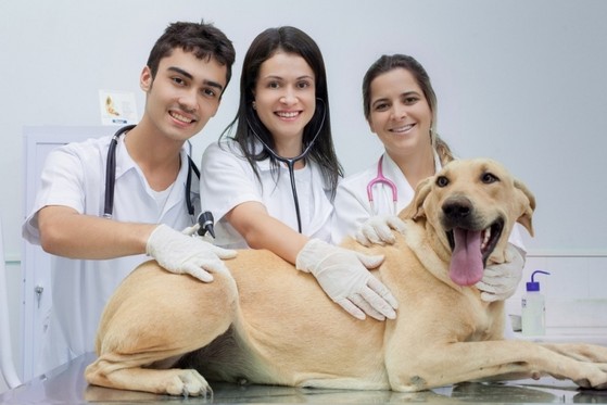 Centro Veterinário para Gatos