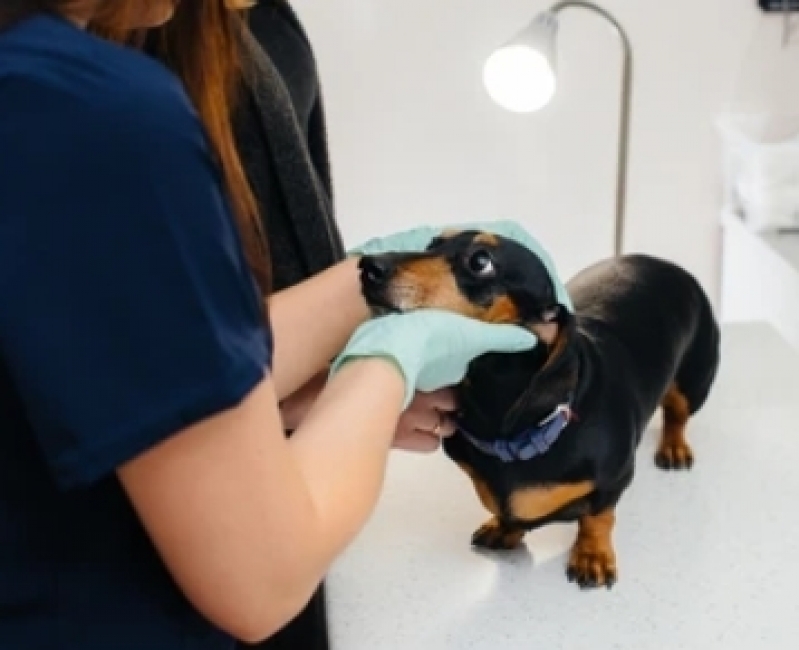 Cirurgia de Hérnia em Cachorro