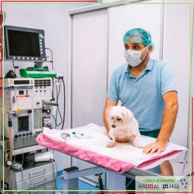 Cirurgia Geral Veterinária