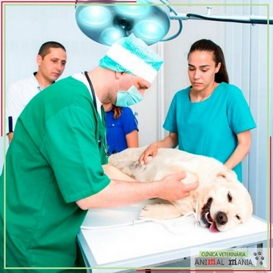 Cirurgia Veterinária Castração de Cães