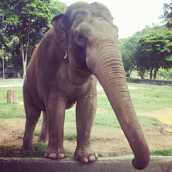 Cirurgião para Animais