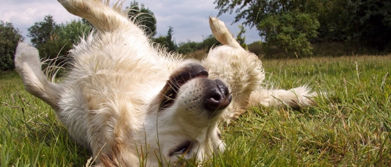 Clínica 24h Veterinária