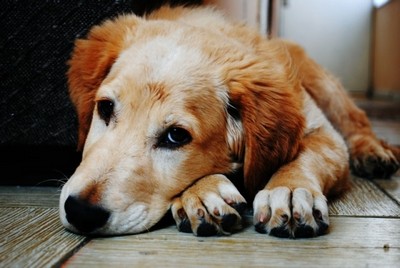 Clínica de Cachorros 24 Horas