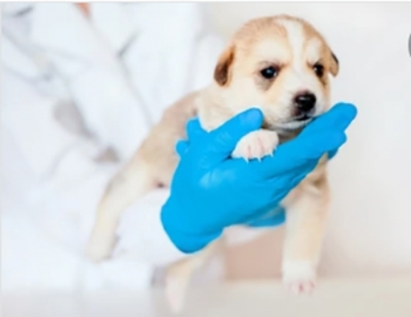 Clínica de Cirurgia Castração Cachorro