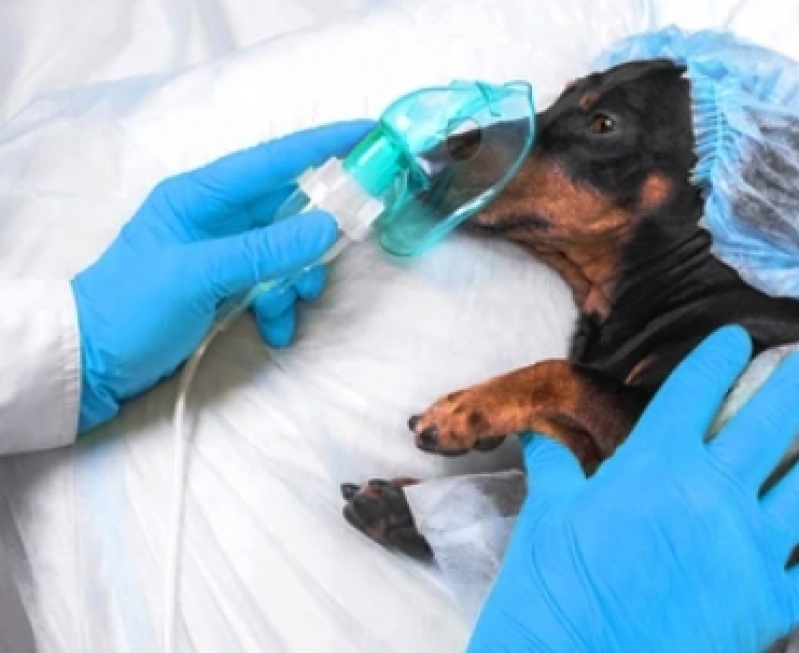 Clínica de Cirurgia de Castração de Cachorro Moema