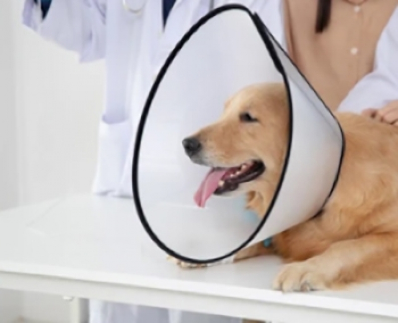 Clínica de Cirurgia Fêmur Cachorro