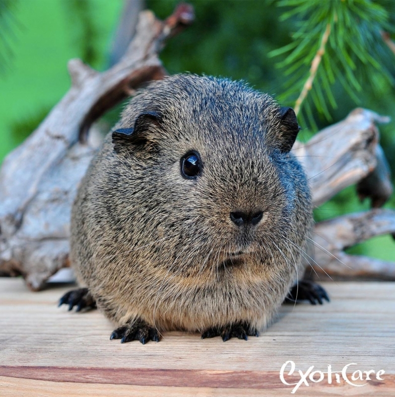 Clínica para Coelhos