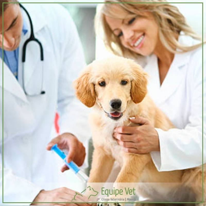 Clínica Veterinária Castração