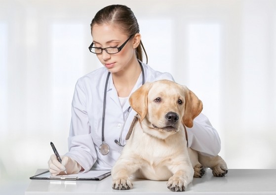 Clínica Veterinária com Exames