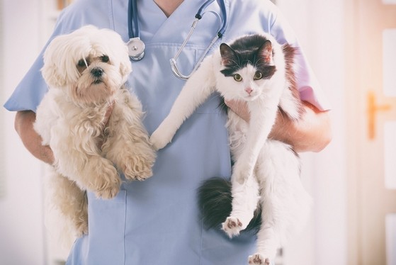 Clínica Veterinária com Limpeza de Dentes