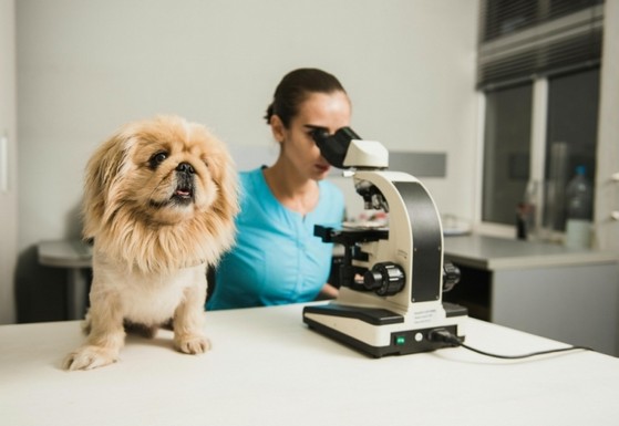 Consulta Veterinária