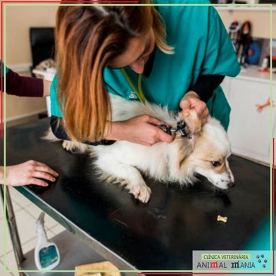 Consulta Veterinária Animais Domésticos