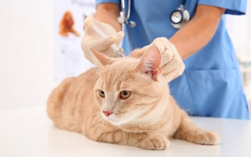 Consulta Veterinária Felina