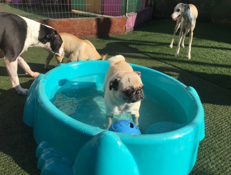 Creche Canina com Espaço Grande