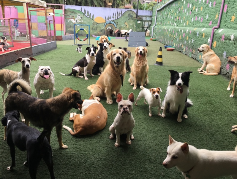 Creche de Cachorro para Viajar