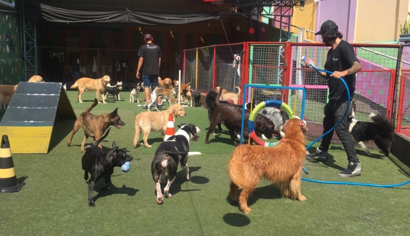 Daycare para Cães com Piscina