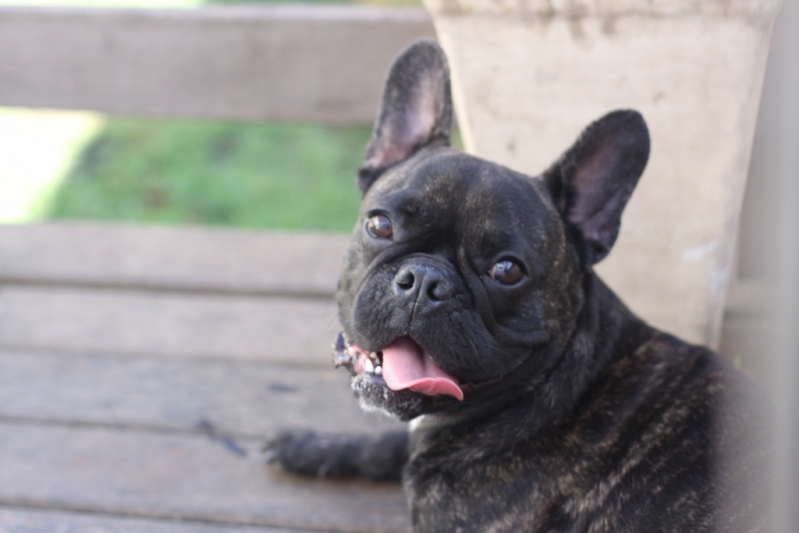 Diária de Hotel para Cachorro